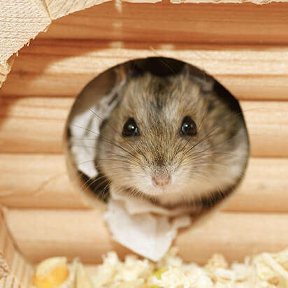 kleintierzubehoer bubblenavibild